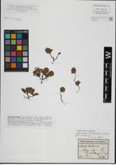 Foto von Salix herbacea L.